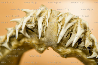Akwarium Gdynskie. Tydzien Rekina oraz Dni Otwarte...
