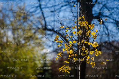 Gdańsk. Jesien w Parku Steffensa.
30.10.2016
fot....
