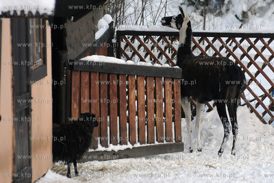 Zima w Miejskim Ogrodzie zoologicznym Wybrzeza w Gdansku...