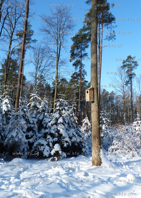 Zawieszanie budek legowych dla puszczykow na terenie...