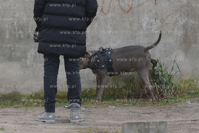 Gdynia Grabowek. Nz. Kobieta wyprowadzajaca na spacer...