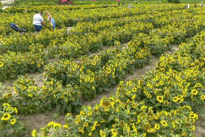 "Przystań Słoneczniki", plantacja słoneczników...