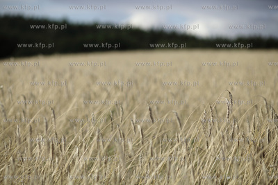 Pole pszenicy pod Mierzeszynem na Kaszubach.
08.08.2012
fot....