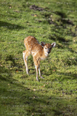Gdańskie Zoo. Młoda antylopa Sitatunga.
06.10.2019
fot....