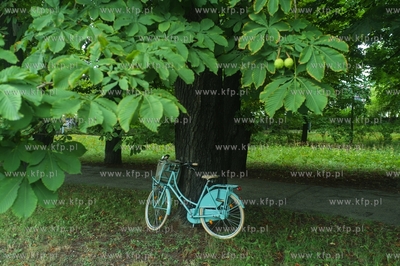 Kasztany w Parku Steffensów w Gdańsku. 20.08.2021...