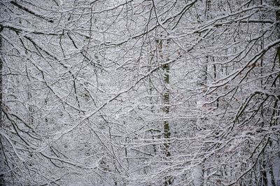 Sniezny zimowy dzien nad jeziorem Otominskim.
21.01.2016
fot....