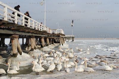 Sopot, molo. Zatoka Gdanska zamarzla ponad 1 km od...
