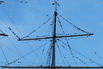 Tysiace ptakow przeslonilo w sobote wieczorem niebo...