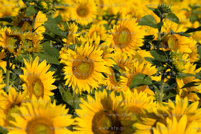 Sloneczniki z Ogrodzienca. 24.07.2012 fot. Pawel Marcinko...