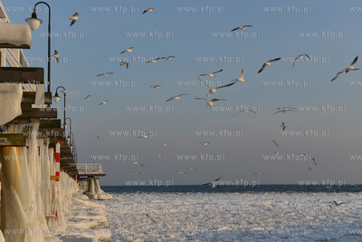 Gdynia Orlowo w zimowej szacie. Stado  mew przy orlowskim...