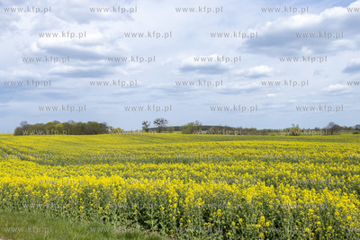Pola rzepaku w okolicy Arciszewa w Gminie Pruszcz Gdański.
27.04.2020
fot....