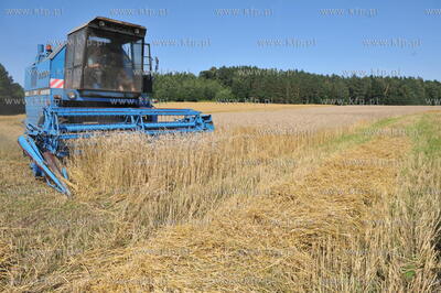 Zniwa pszenzyta na polach w Sulminie na Kaszubach....