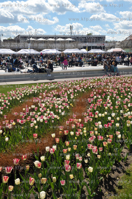 Sopot. Tulipany i plac Przyjaciol Sopotu bedacy czescia...