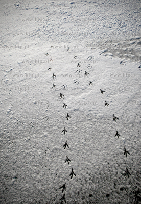 Kuznica.  14.01.2010 fot. Krzysztof Mystkowski / KFP