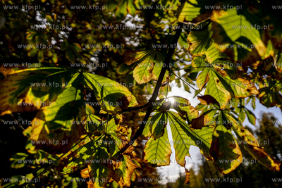 Jesień. 12.10.2022 fot. Paweł Marcinko / KFP