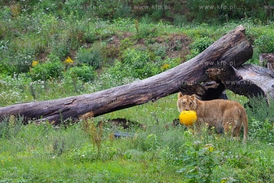 Międzynarodowy Dzień Lwa w gdańskim ZOO. 10.08.2018...