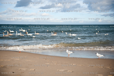 Plaza na granicy Gdanska i Sopotu w zimowe sloneczne...