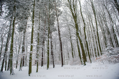 Sniezny zimowy dzien nad jeziorem Otominskim.
21.01.2016
fot....