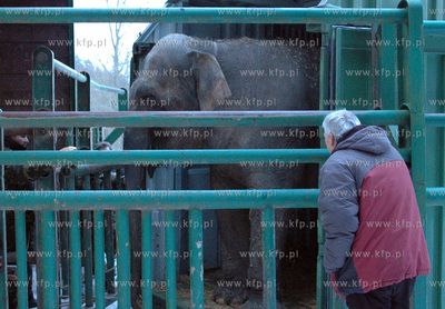 ZOO w Gdansku Oliwie wzbogacilo sie o nowa slonice...