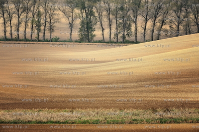 Morawy. Czechy. Okolice miejscowosci Kijev. Nz. pola...