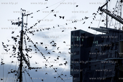 Tysiace ptakow przeslonilo w sobote wieczorem niebo...