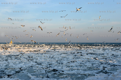 Gdynia Orlowo w zimowej szacie. Stado  mew przy orlowskim...