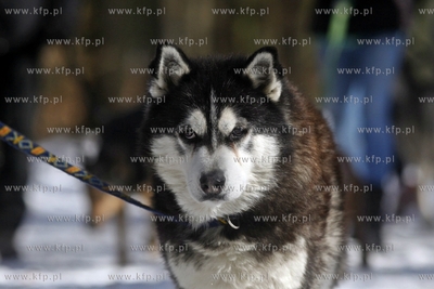 Sopot. Borodziej. Zawody dogtrekkingu - inauguracja...