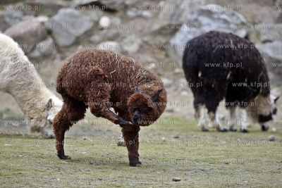 Gdansk. Oliwskie zoo. Nz alpaka.
14.04.2013
fot....