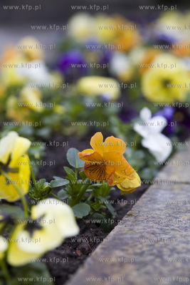 Sopot. Bratki przy pomniku poświęconym pomordowanym...