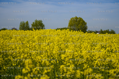 Pole rzepaku na Żuławach. 09.05.2020 fot. Paweł...