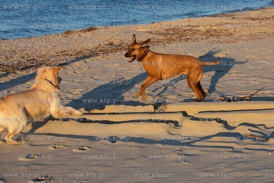 Plaża w Krynicy Morskiej. 16.02.2019 / Fot. Anna Rezulak...