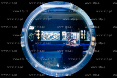 Akwarium Gdynskie Morskiego Instytutu Rybackiego -...