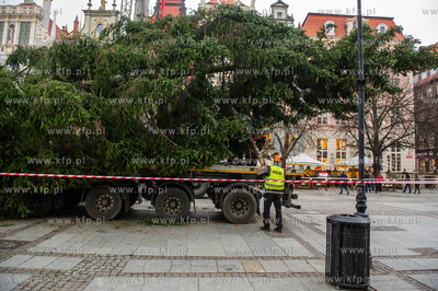 Gdansk. Dlugi Targ. Operacja stawiania swiatecznej...