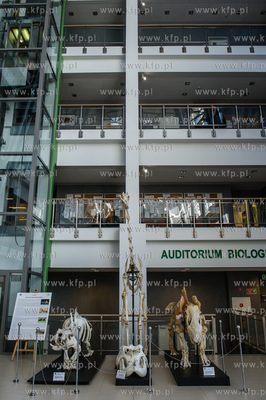 Uniwersytet Gdanski. Wydzial Biologii. Ekspozycja szkieletow...
