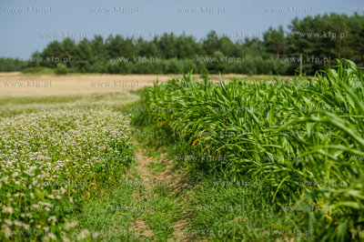 04.08.2015
fot. Mateusz Ochocki / KFP