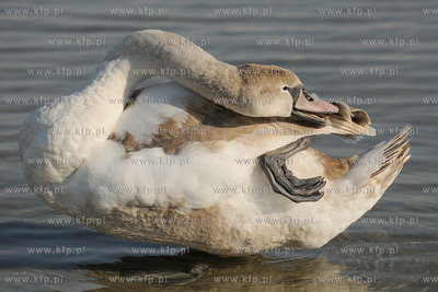 Wiosenna toaleta labedzi w popoludniowym sloncu na...