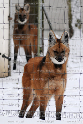 Zima w Miejskim Ogrodzie zoologicznym Wybrzeza w Gdansku...