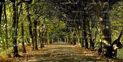 Gdansk Oliwa Park. Fragment parku z basenem parkowym....