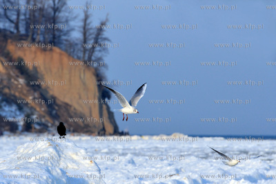 Zasniezona plaza w Gdyni Orlowie. Na drugim planie...
