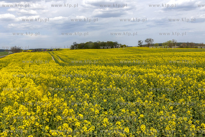 Pola rzepaku w okolicy Arciszewa w Gminie Pruszcz Gdański
27.04.2020
fot....