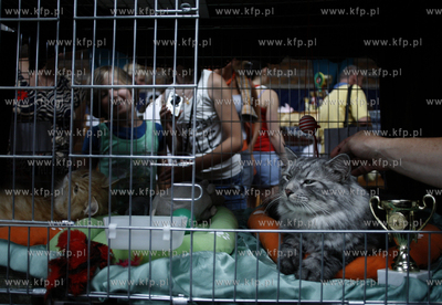 Sopot. Miedzynarodowa wystawa kotow.
07.08.2010
fot....