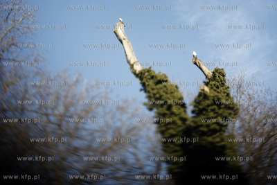 Park oliwski. Drzewa.
31.01.2011
fot. Krzysztof Mystkowski...