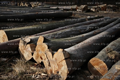 Gigantyczny wyrąb drzew w Trójmiejskim Parku Krajoobrazowym.
25.03.2015
fot....