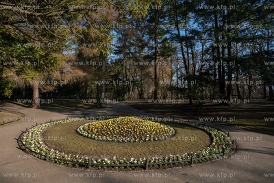 Wiosenne rabaty kwiatowe w Parku Oliwskim. 16.03. 2021...