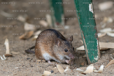 Gdańsk. Nz. Mysz polna. 20.08.2023 fot. Anna Rezulak...