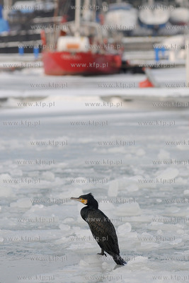 Kormoran na zamarznietych wodach Zatoki Gdanskiej w...