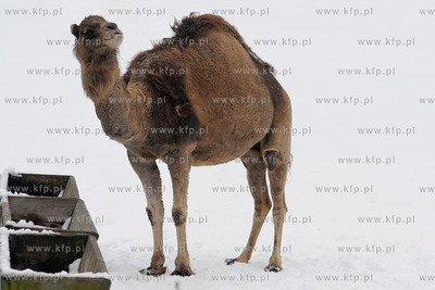 Zima w Miejskim Ogrodzie zoologicznym Wybrzeza w Gdansku...