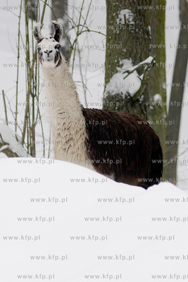 Zima w Miejskim Ogrodzie zoologicznym Wybrzeza w Gdansku...