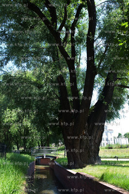 Gdansk Wrzeszcz, Park nad Strzyza.
03.07.2009
fot....