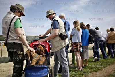 Sopot. Hipodrom. Międzynarodowe Zawody we Wszechstronnym...